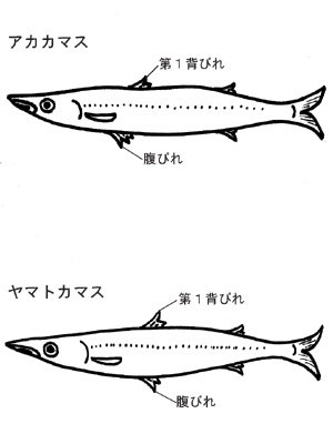 本日はカマスです！！】 | 青森魚類株式会社